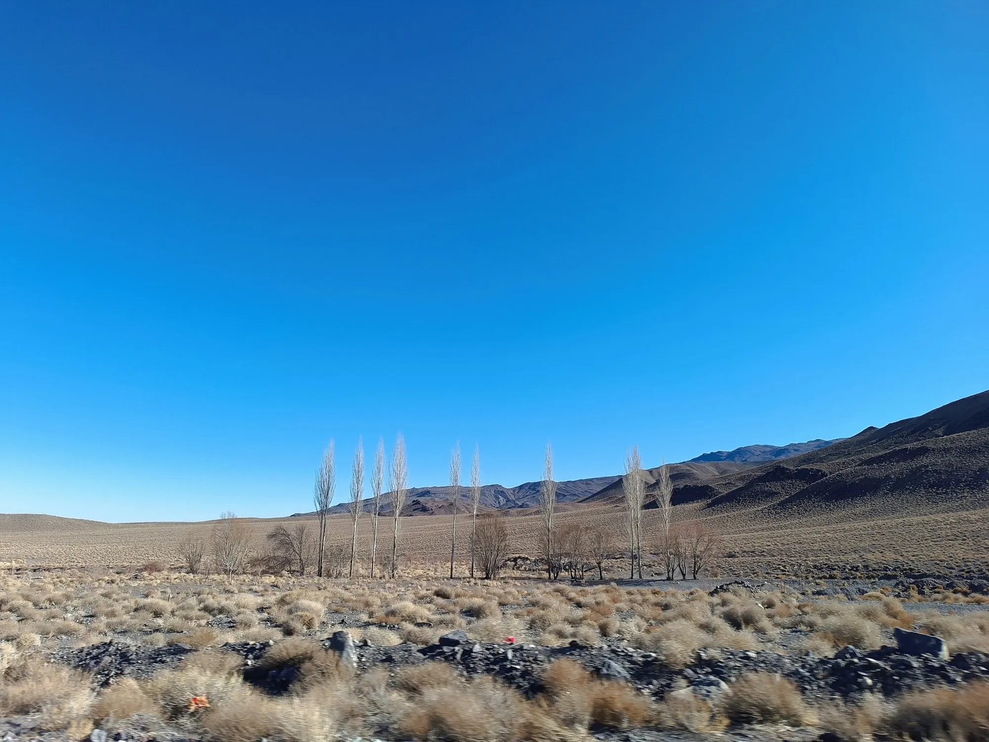 High desert plain with a row of bare trees and hills