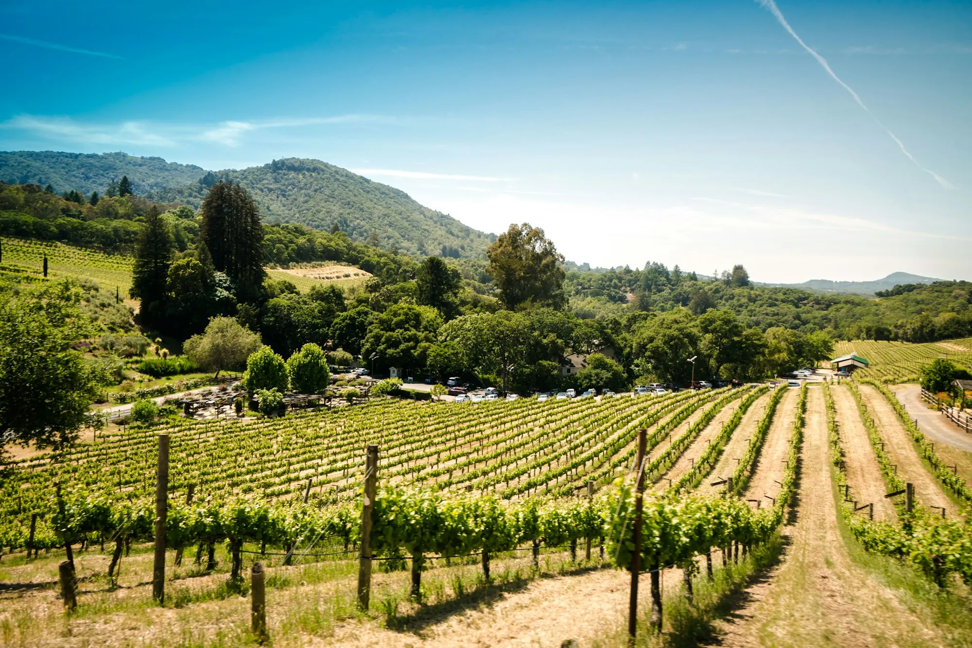 Vineyard rows in a valley surrounded by green hills